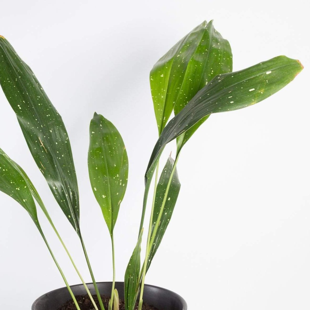 Urban Sprouts Plant 8" in nursery pot Cast Iron Plant 'Milky Way'