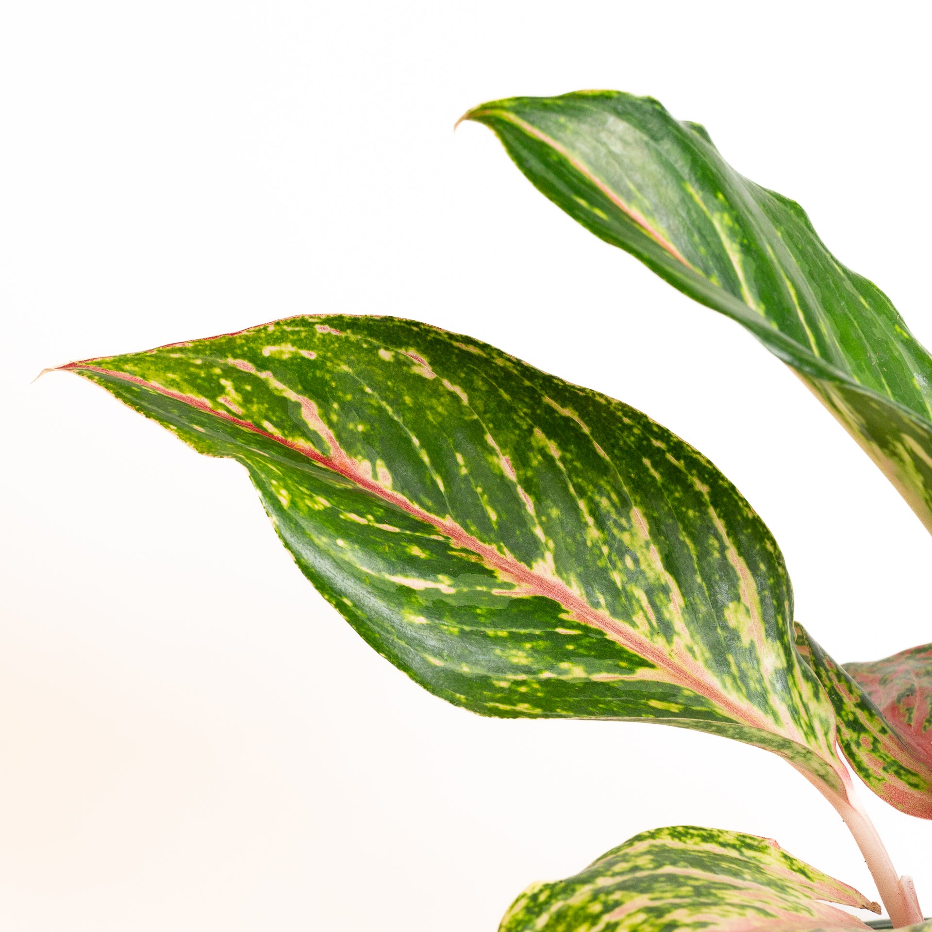 Chinese Evergreen 'Butterfly' 6" - Urban Sprouts
