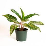 Chinese Evergreen 'Butterfly' 6" - Urban Sprouts