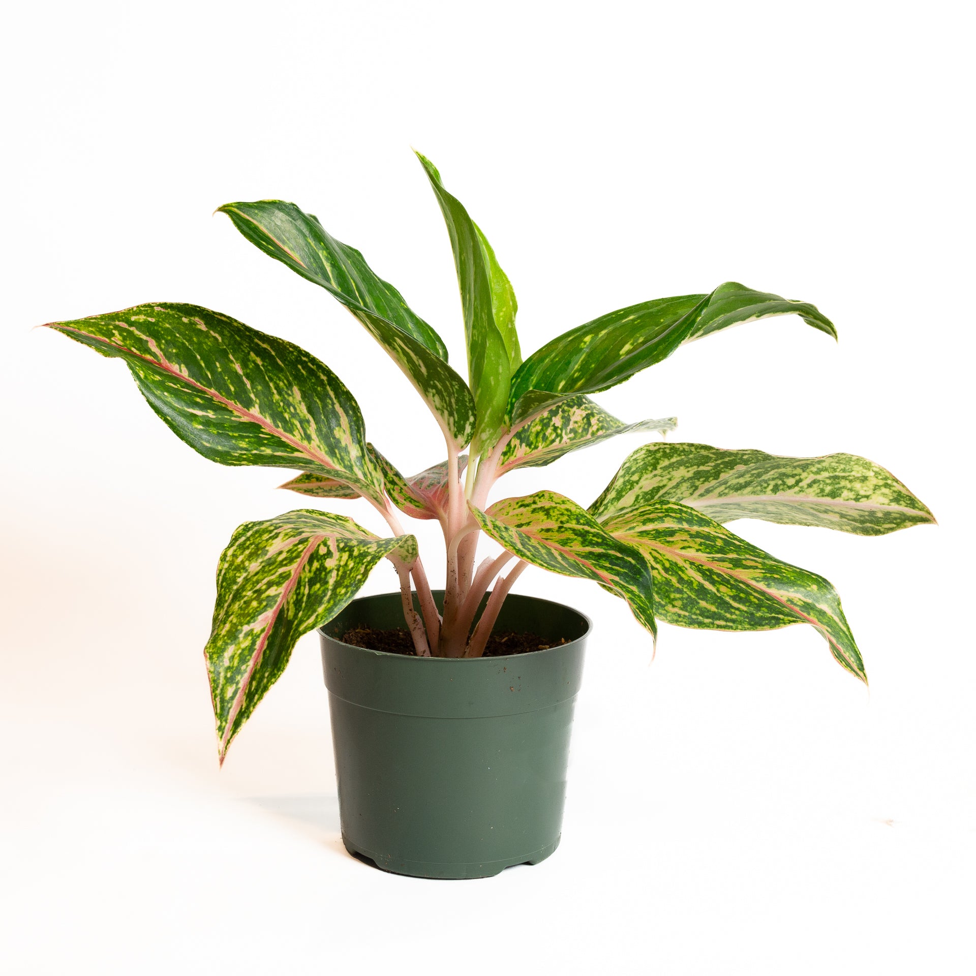 Chinese Evergreen 'Butterfly' 6" - Urban Sprouts