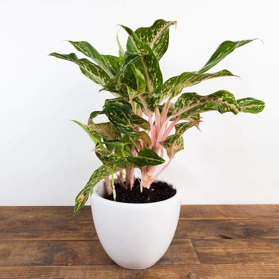 Chinese Evergreen 'Butterfly' - Urban Sprouts