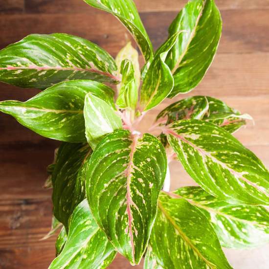 Chinese Evergreen 'Butterfly' - Urban Sprouts