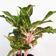 Chinese Evergreen 'Butterfly' - Urban Sprouts