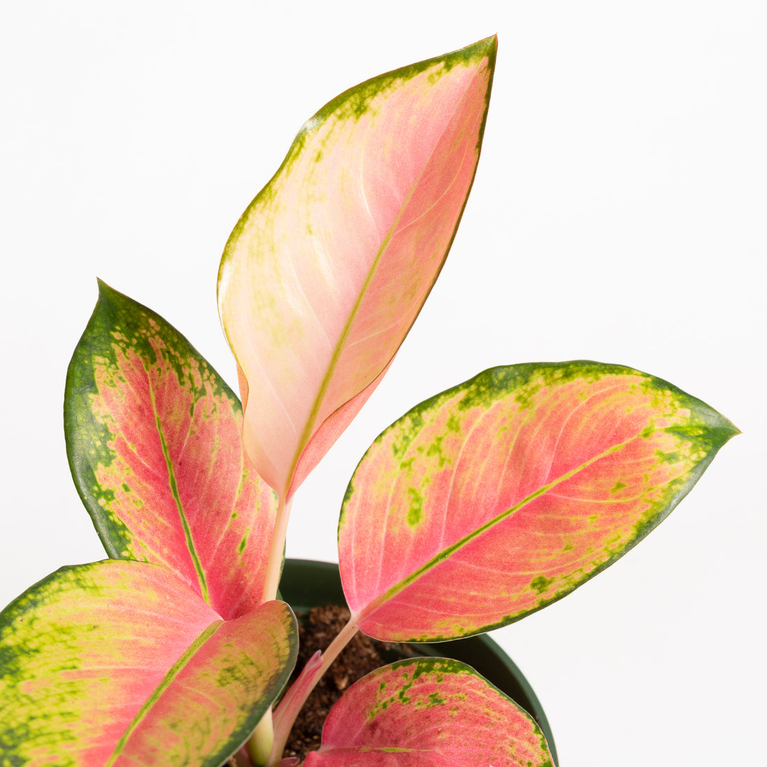 Chinese Evergreen 'China Red' 4" - Urban Sprouts