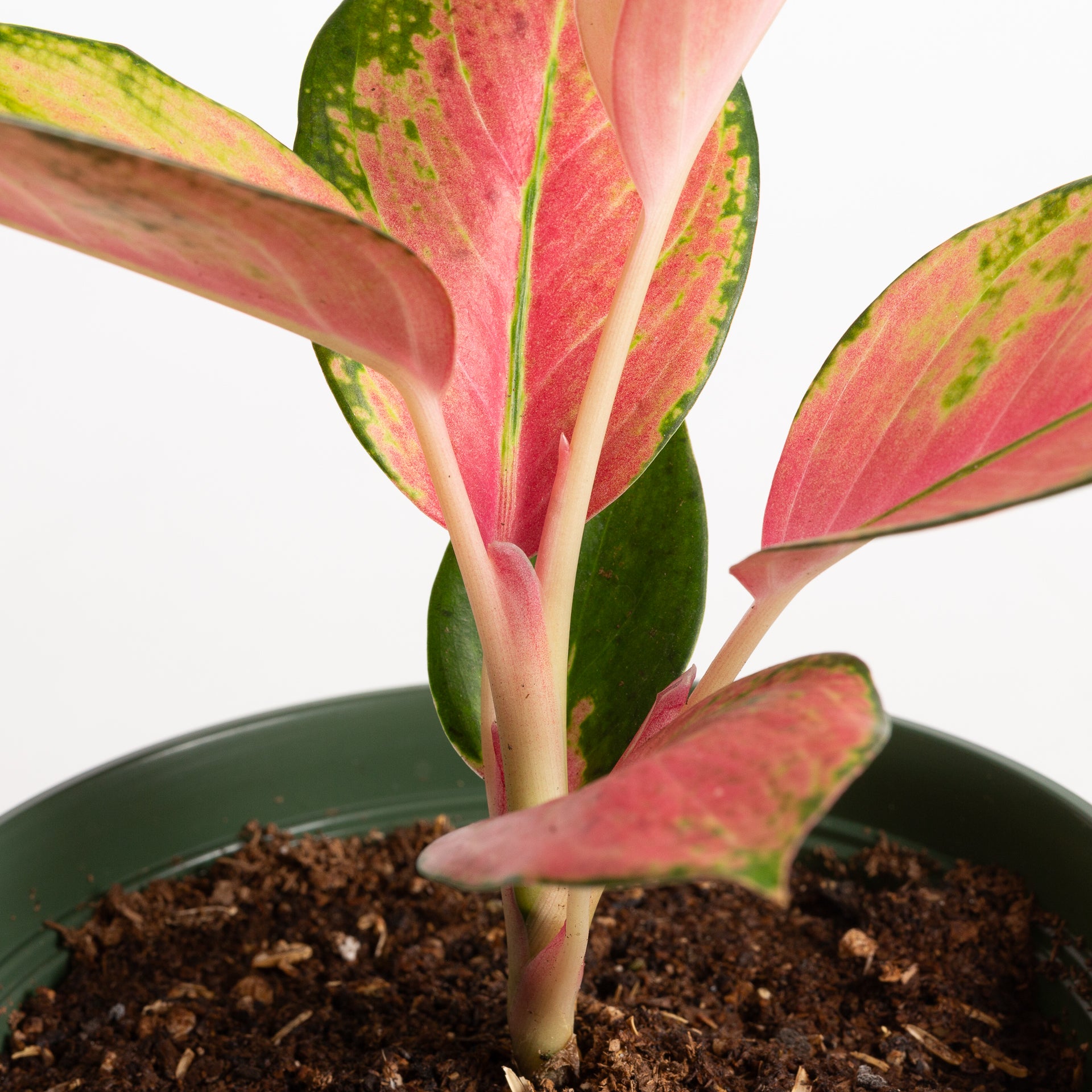 Chinese Evergreen  'China Red' 6" - Urban Sprouts
