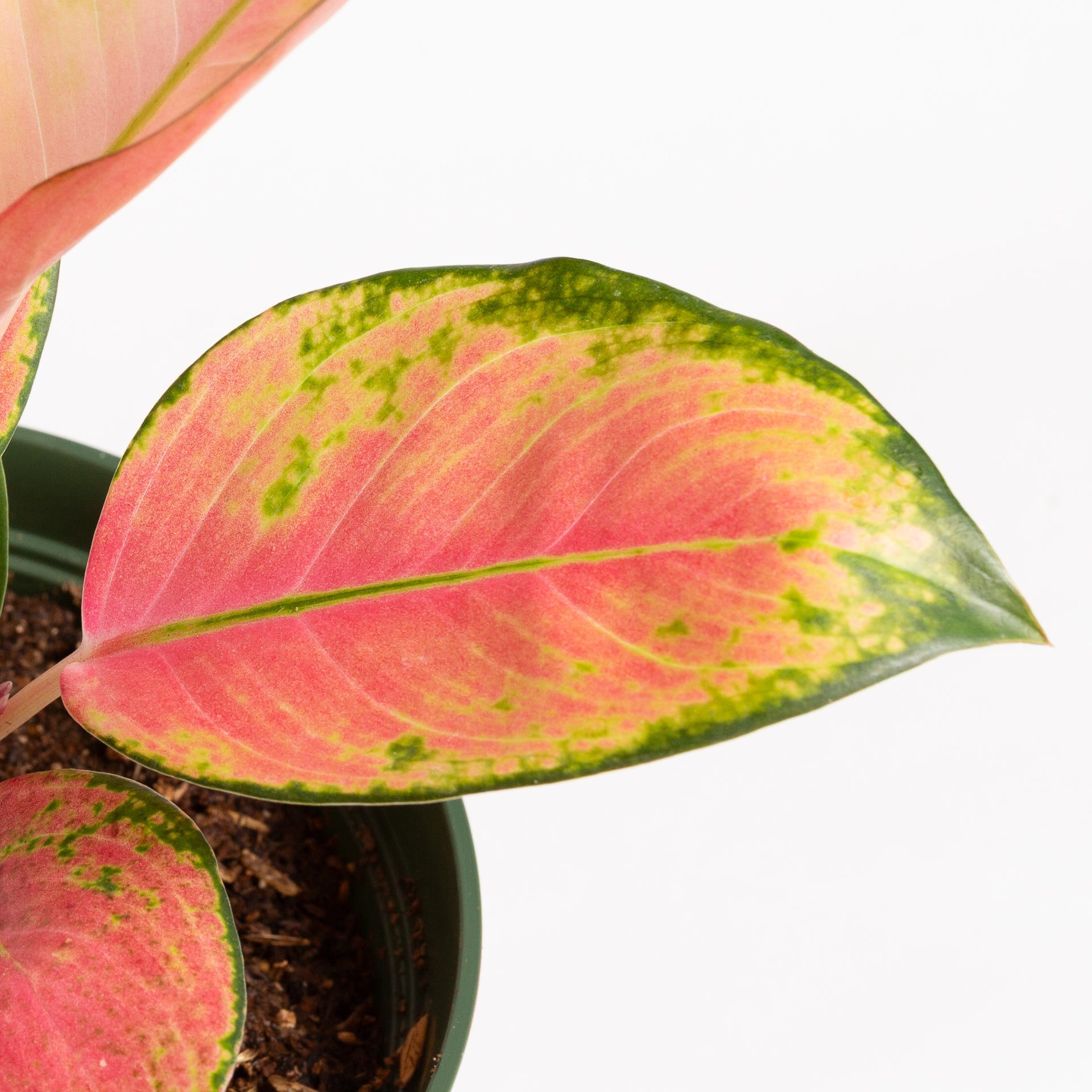 Chinese Evergreen  'China Red' 6" - Urban Sprouts