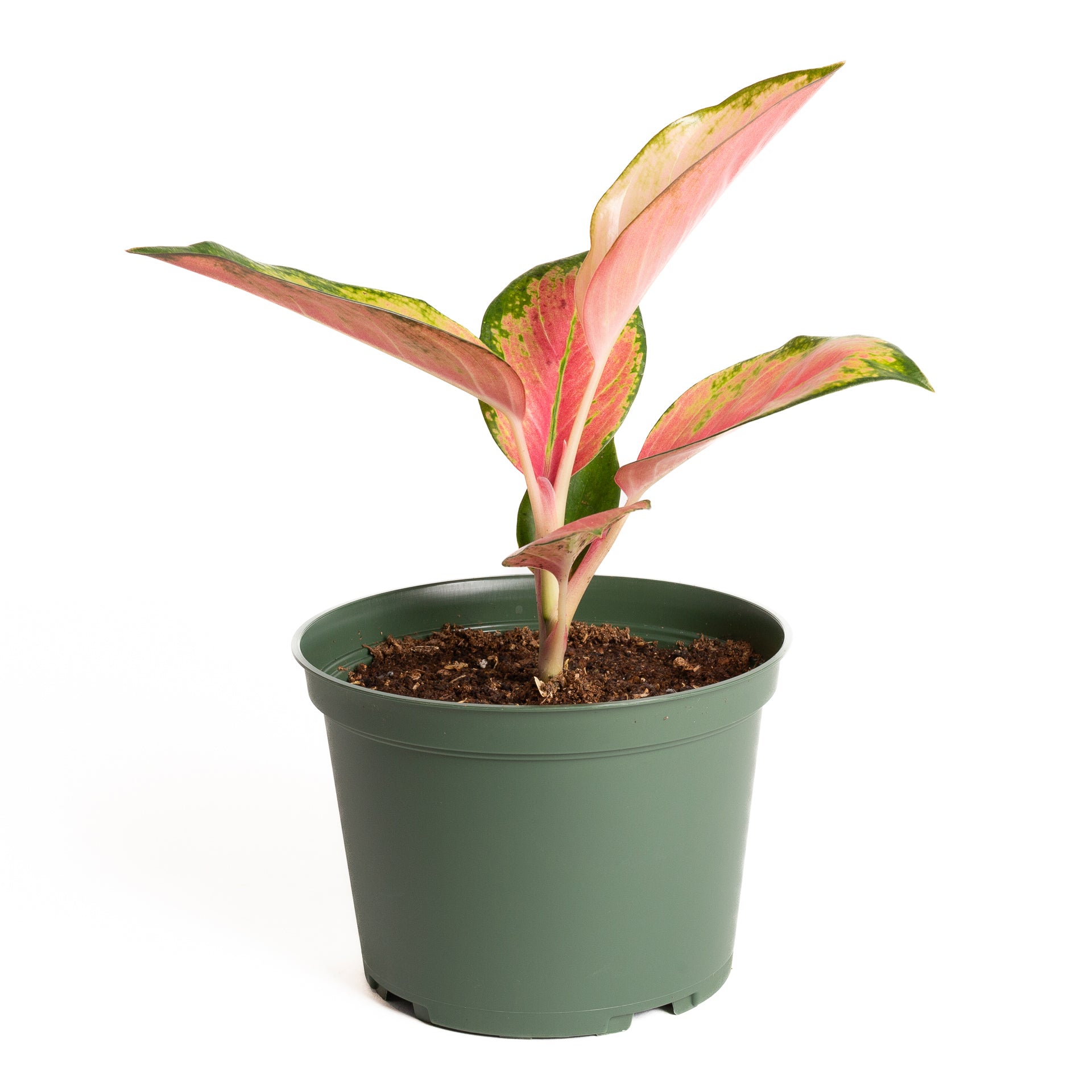 Chinese Evergreen  'China Red' 6" - Urban Sprouts