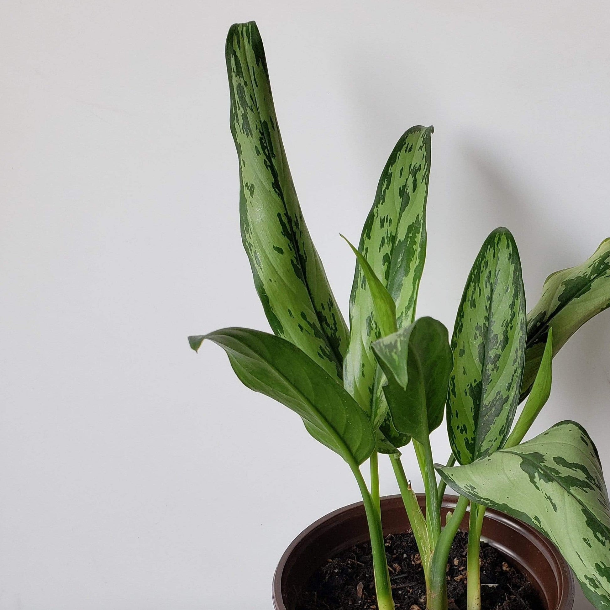 Urban Sprouts Plant 6" in nursery pot Chinese Evergreen 'Cutlass'
