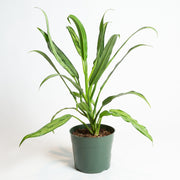 Chinese Evergreen 'Cutlass' 6" - Urban Sprouts
