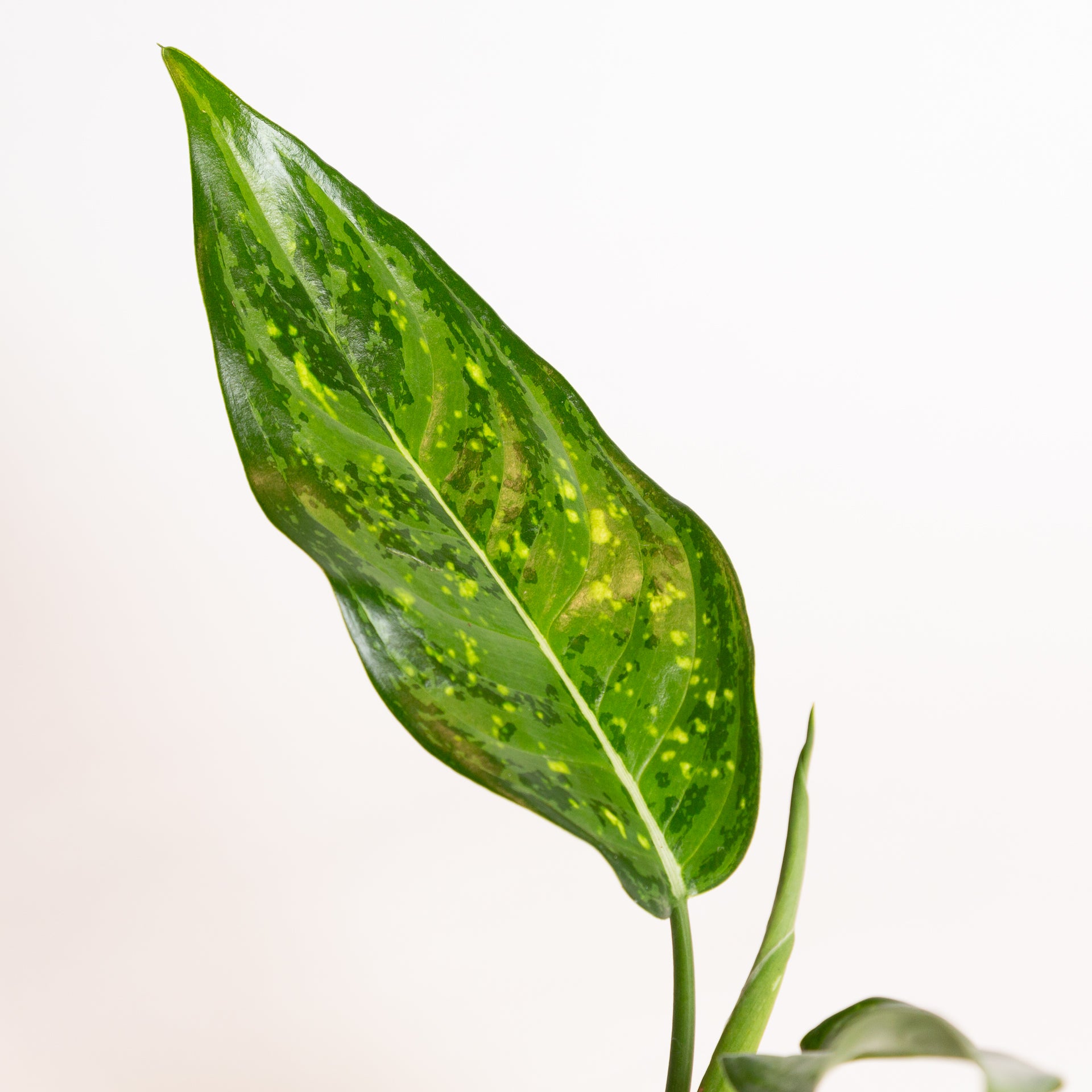 Chinese Evergreen 'Emerald Star' 4" - Urban Sprouts