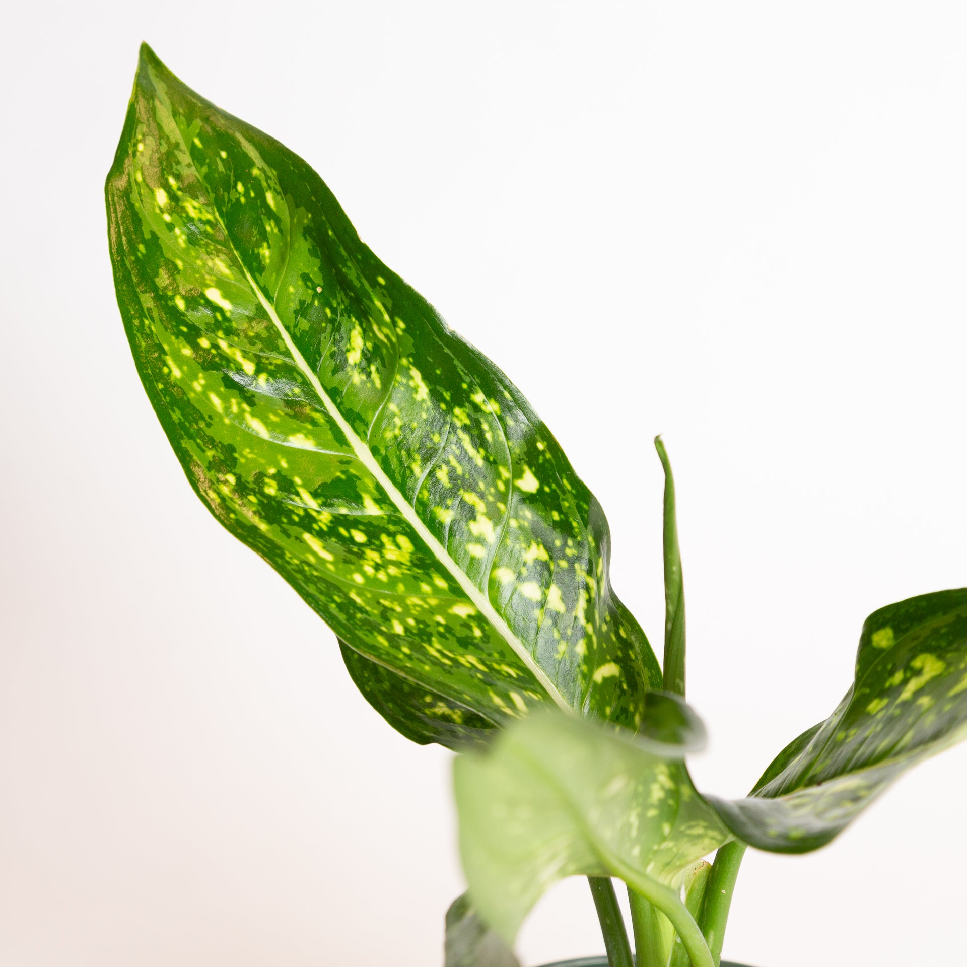 Chinese Evergreen 'Emerald Star' 6" - Urban Sprouts