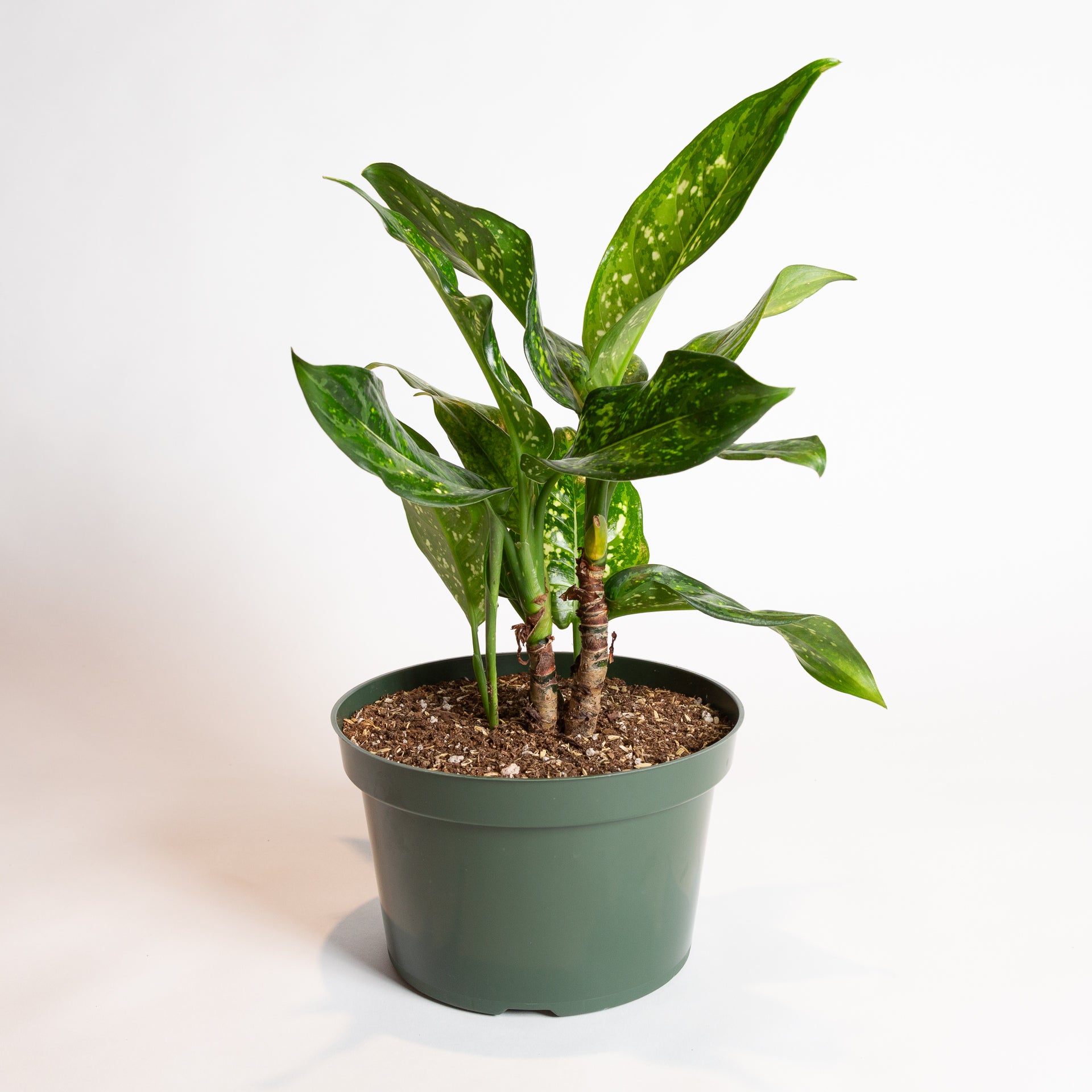 Chinese Evergreen 'Emerald Star' 8" - Urban Sprouts