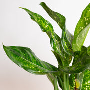 Chinese Evergreen 'Emerald Star' 8" - Urban Sprouts