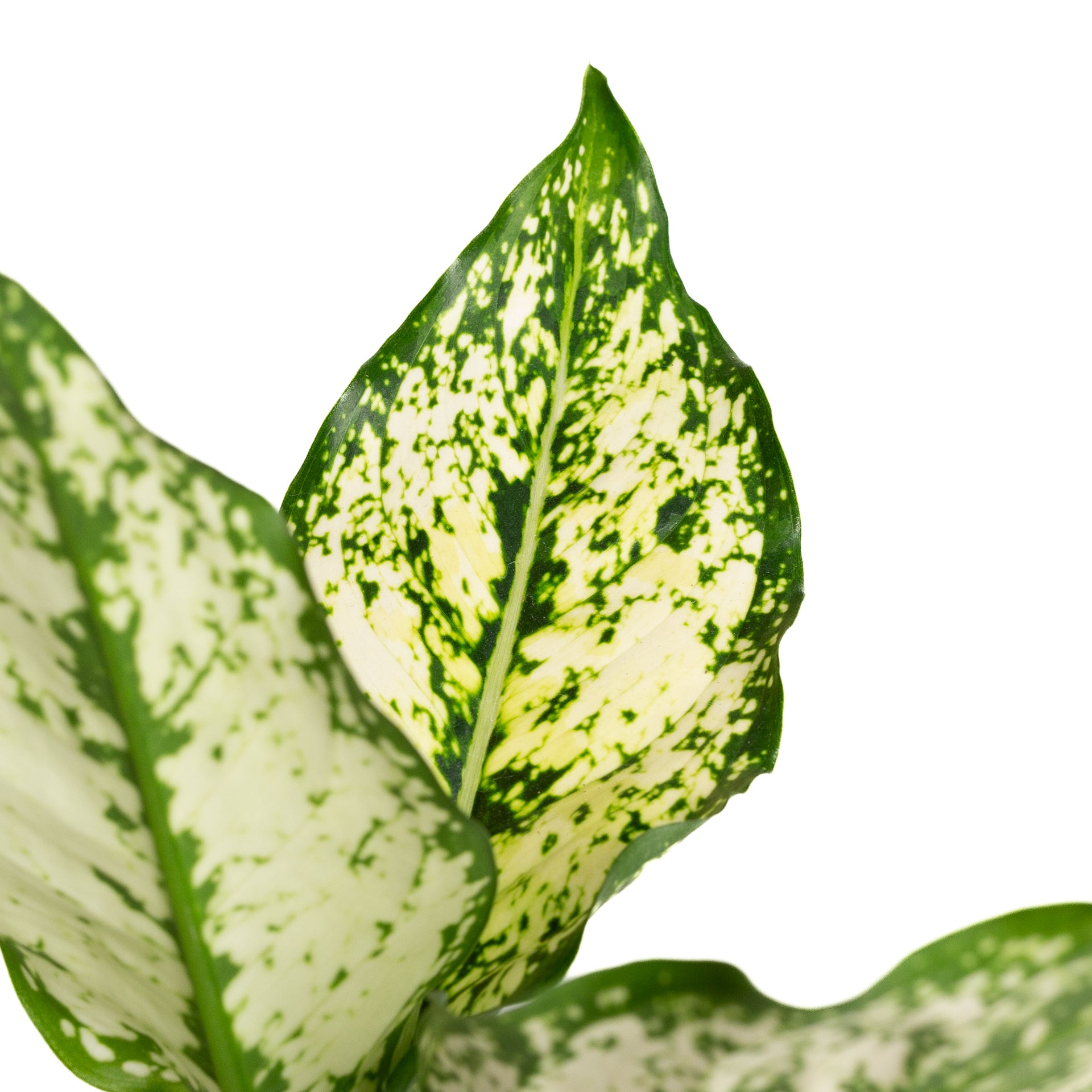 Chinese Evergreen 'First Diamond' 4" - Urban Sprouts