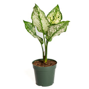 Chinese Evergreen 'First Diamond' 4" - Urban Sprouts