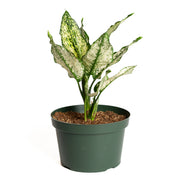 Chinese Evergreen 'First Diamond' 8" - Urban Sprouts