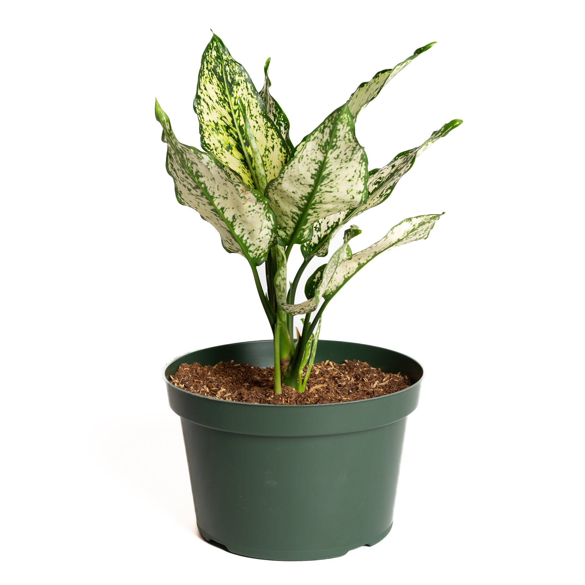 Chinese Evergreen 'First Diamond' 8" - Urban Sprouts