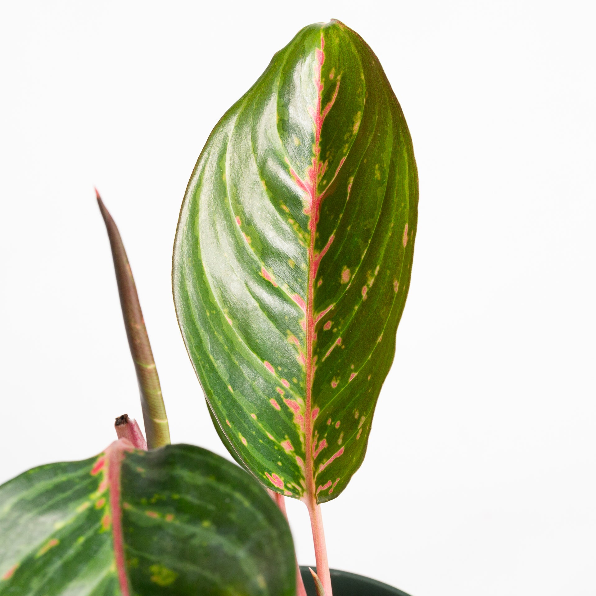 Chinese Evergreen 'Garnet Coltrane 6"
