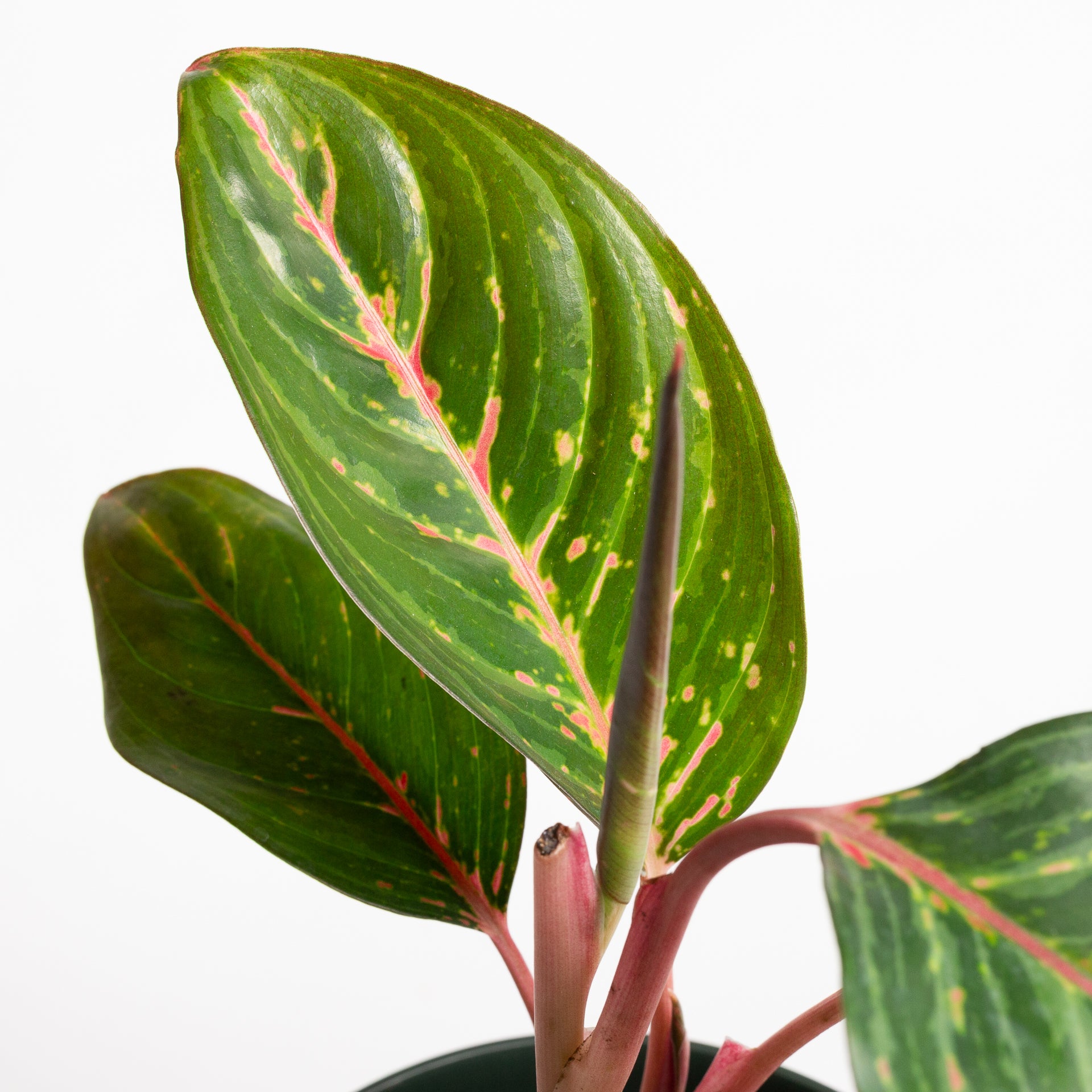Chinese Evergreen 'Garnet Coltrane 6"