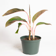 Chinese Evergreen 'Garnet Coltrane 6"