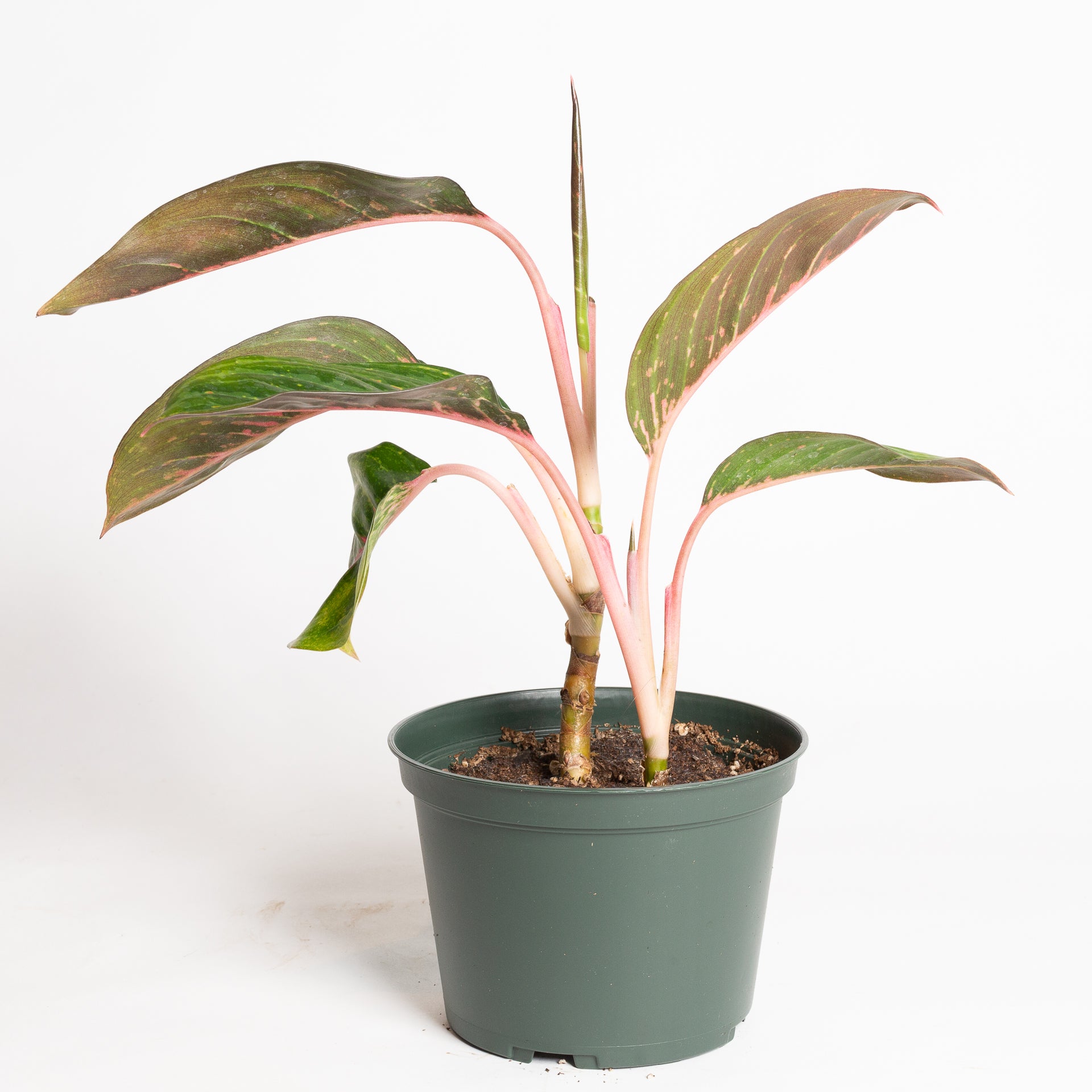 Chinese Evergreen 'Garnet Coltrane 6"