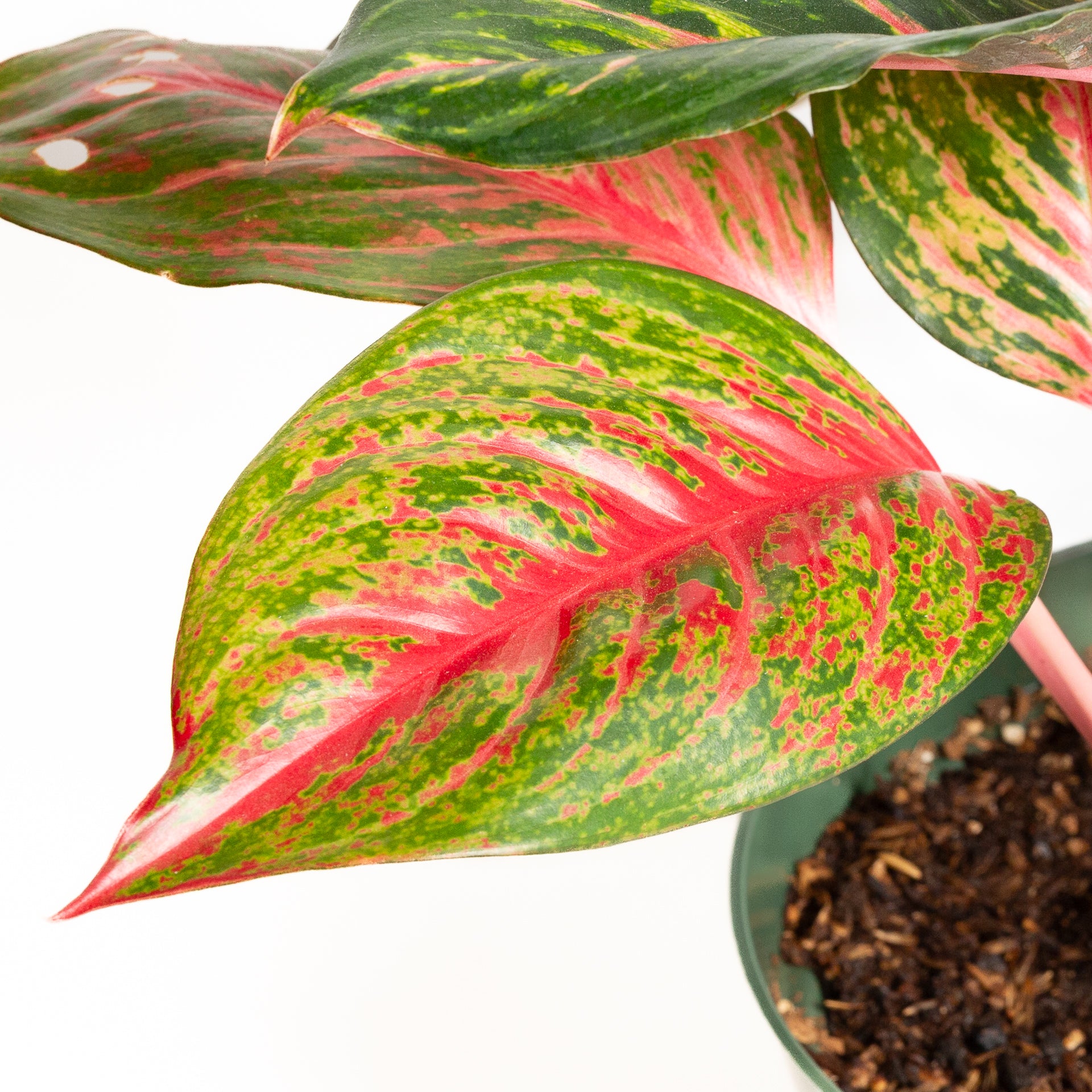 Chinese Evergreen 'Garnet Coltrane 8" - Urban Sprouts
