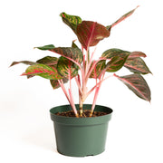 Chinese Evergreen 'Garnet Coltrane 8" - Urban Sprouts