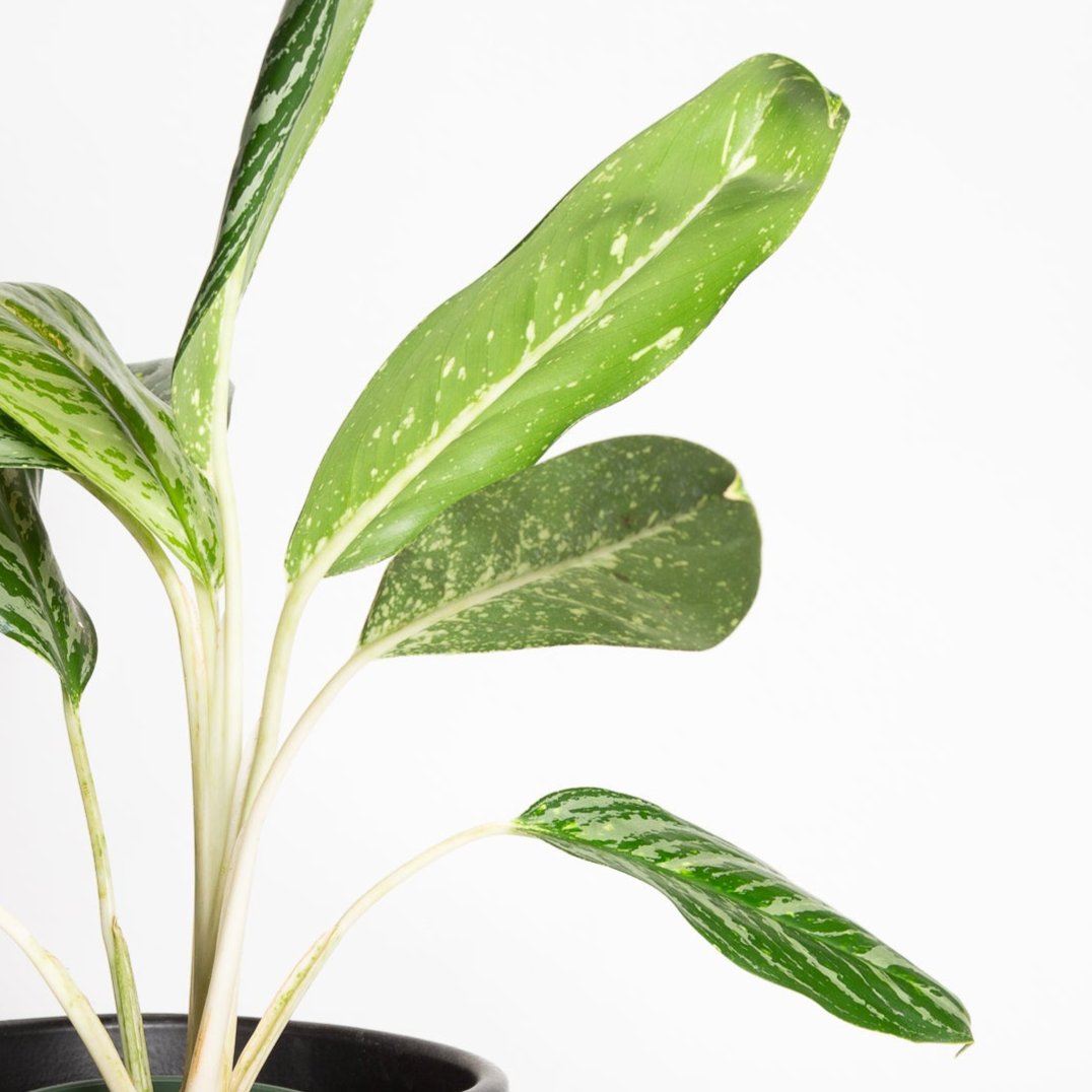 Chinese Evergreen 'Golden Madonna' 6" - Urban Sprouts