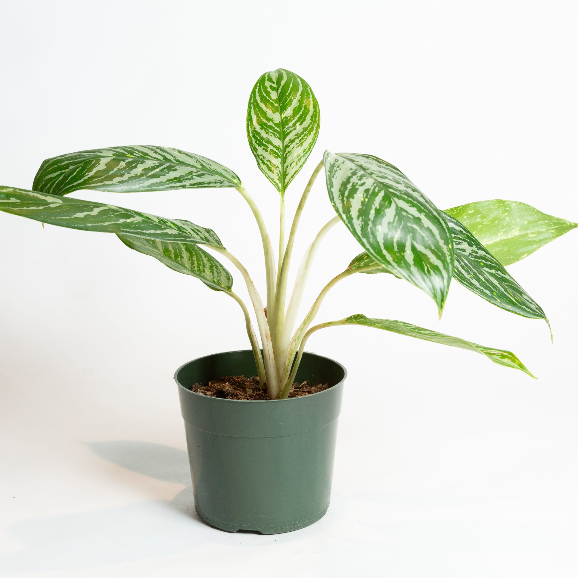 Chinese Evergreen 'Golden Madonna' 6" - Urban Sprouts