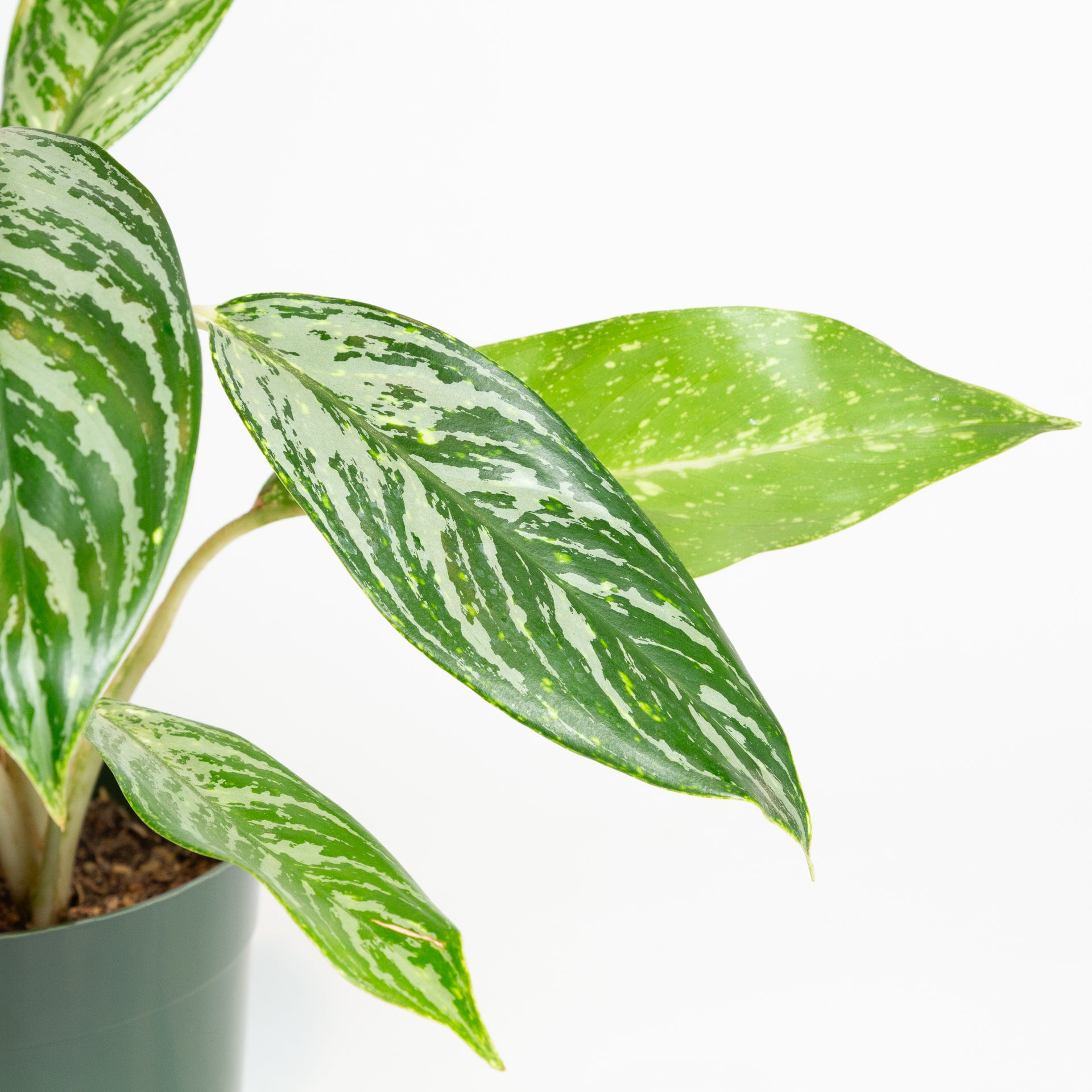 Chinese Evergreen 'Golden Madonna' 6" - Urban Sprouts