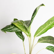 Chinese Evergreen 'Golden Madonna' 6" - Urban Sprouts
