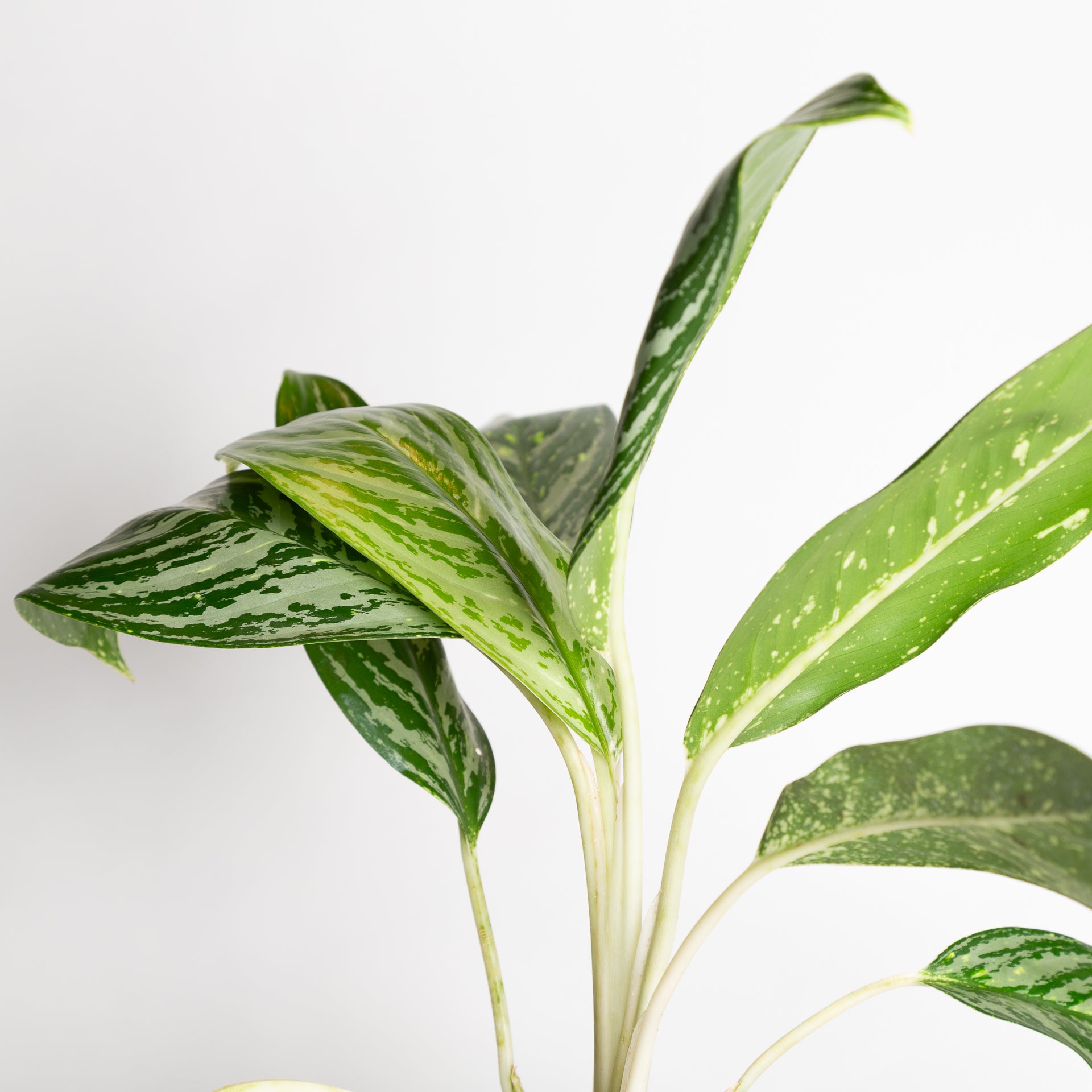 Chinese Evergreen 'Golden Madonna' 6" - Urban Sprouts