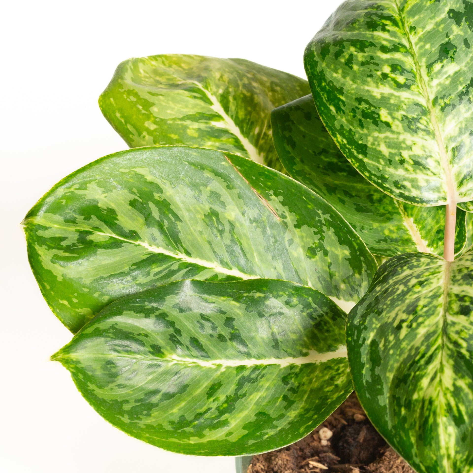 Chinese Evergreen  'Green Papuma' 6" - Urban Sprouts