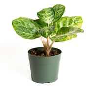 Chinese Evergreen  'Green Papuma' 6" - Urban Sprouts