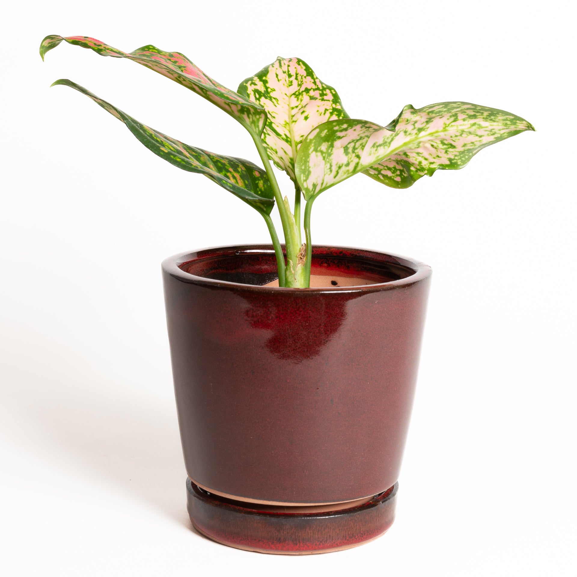 Chinese Evergreen  'Katrina' 4" - Urban Sprouts