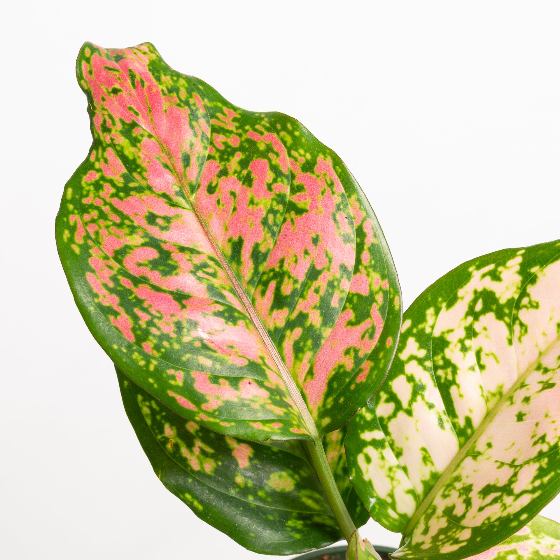 Chinese Evergreen  'Katrina' 4" - Urban Sprouts