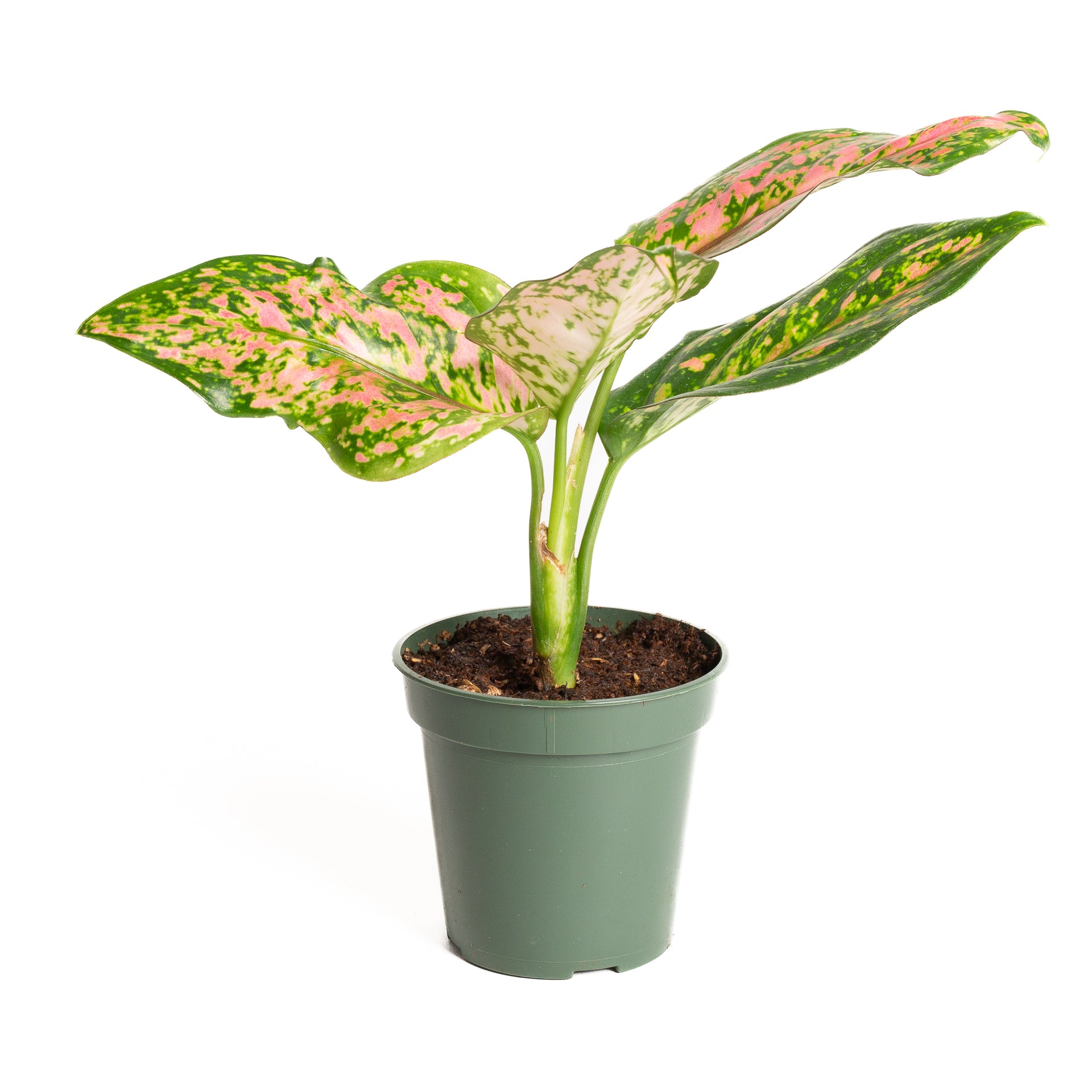 Chinese Evergreen  'Katrina' 4" - Urban Sprouts
