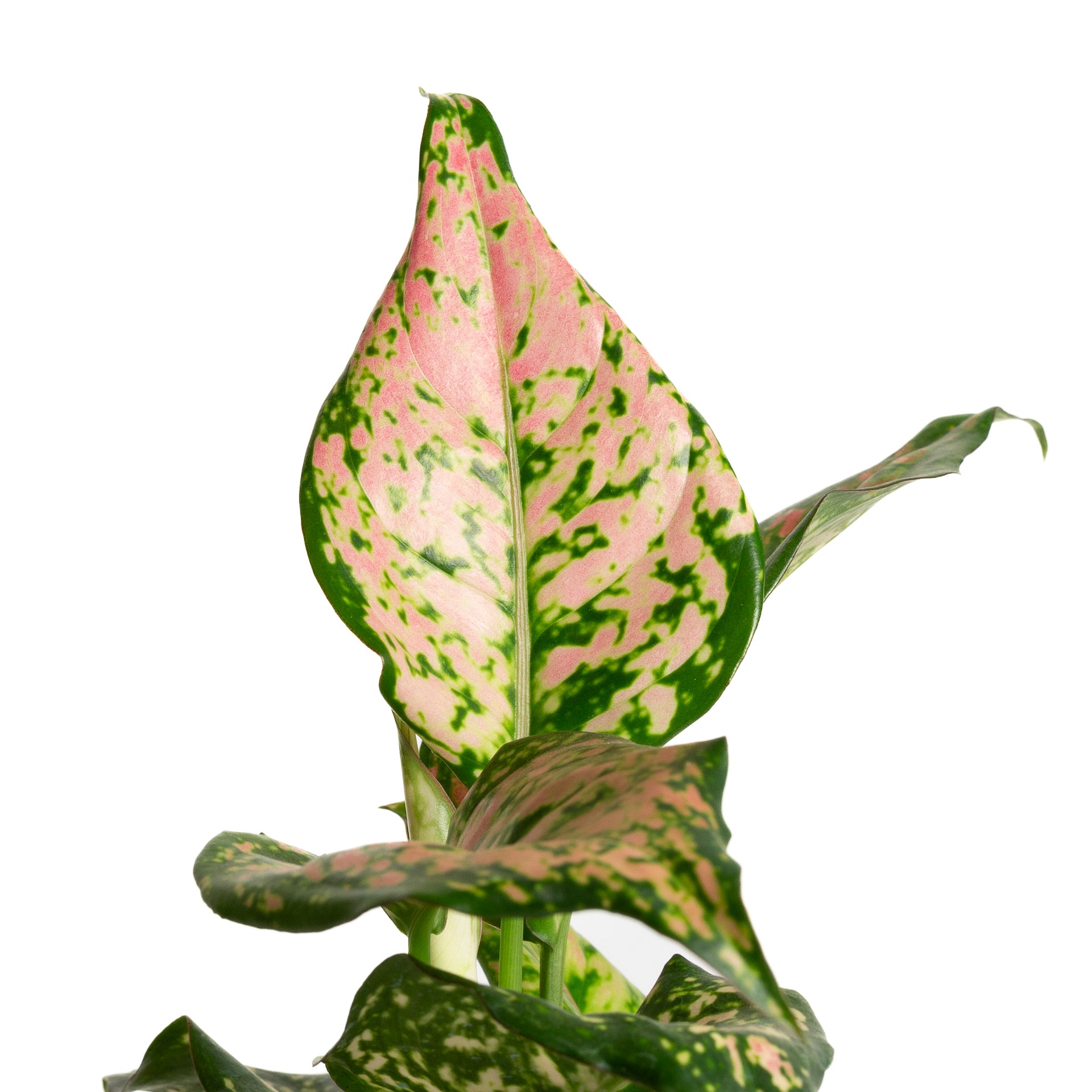 aglaonema pink katrina Chinese Evergreen 'Katrina' 6" – Urban Sprouts