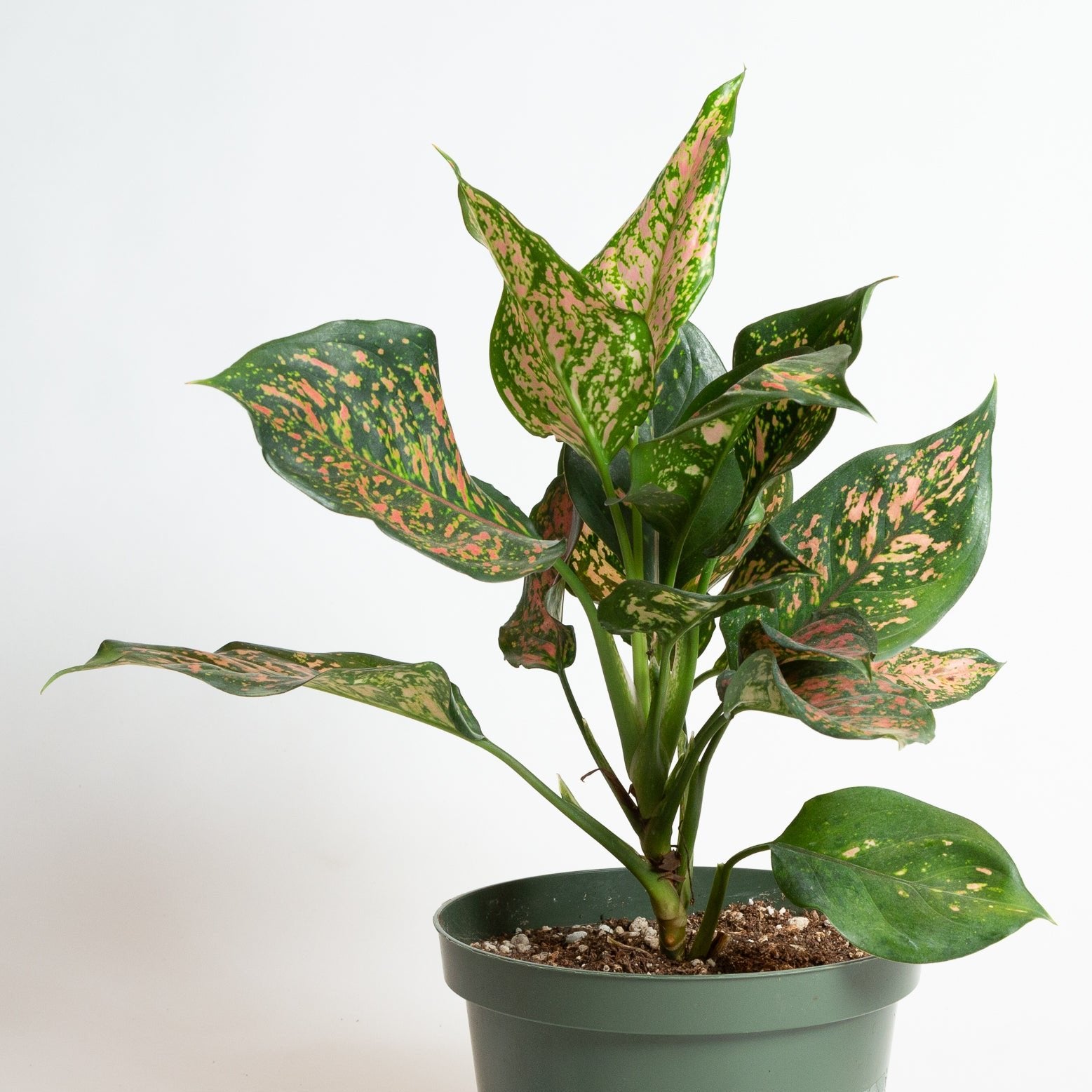 Chinese Evergreen 'Lady Valentine' 8" - Urban Sprouts