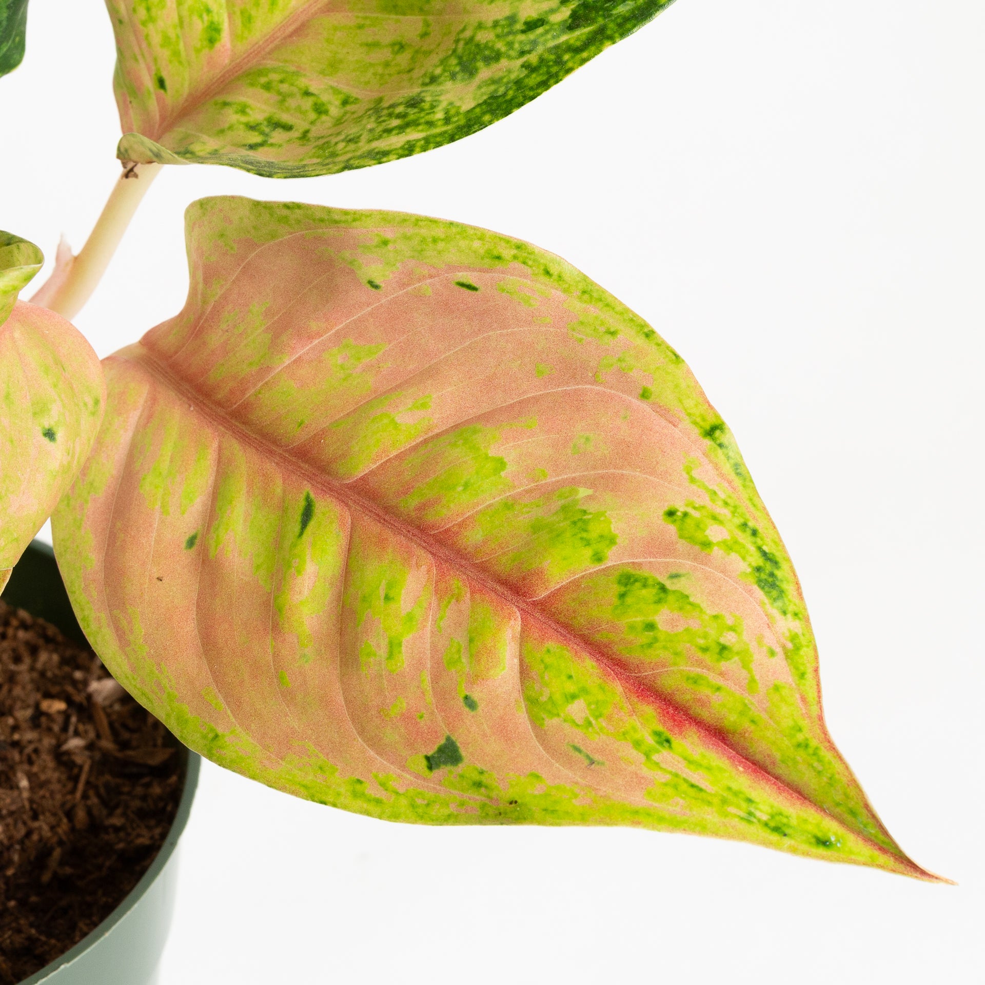 Chinese Evergreen  'Light of a Diamond 6" - Urban Sprouts