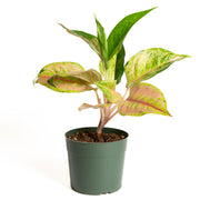 Chinese Evergreen  'Light of a Diamond 6" - Urban Sprouts