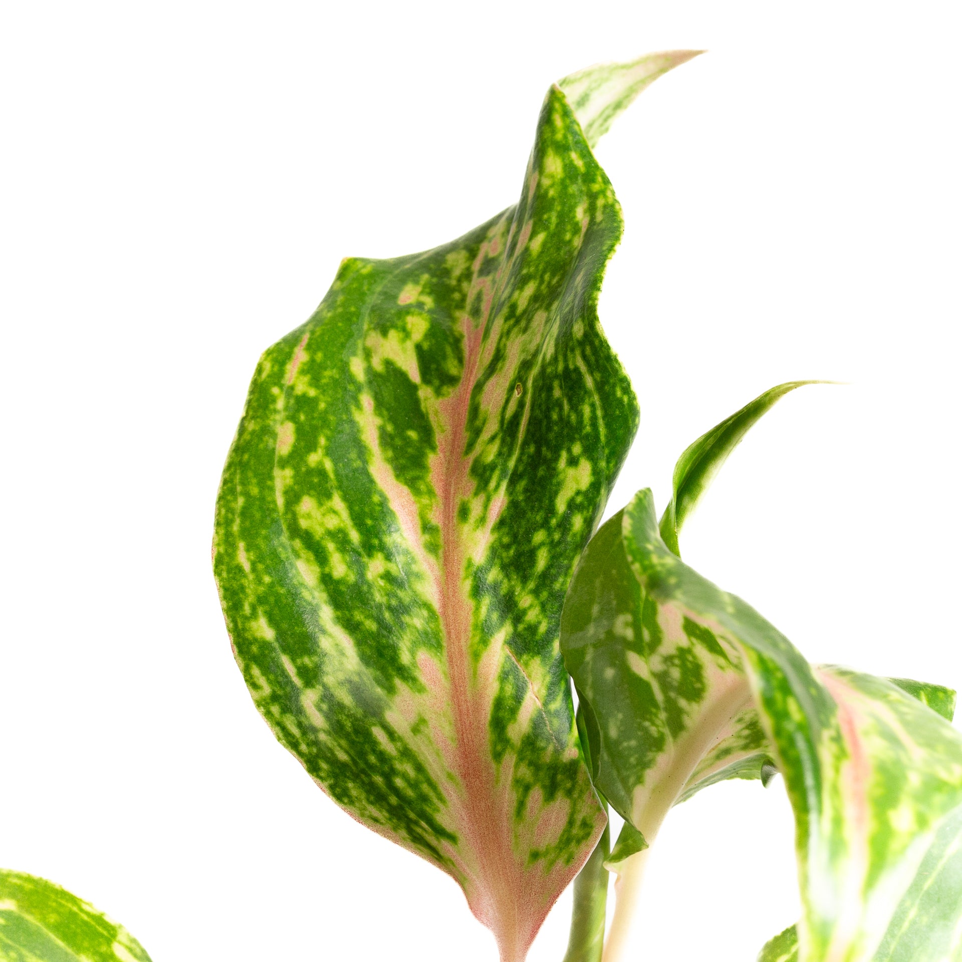 Chinese Evergreen  'Lucky' 4" - Urban Sprouts