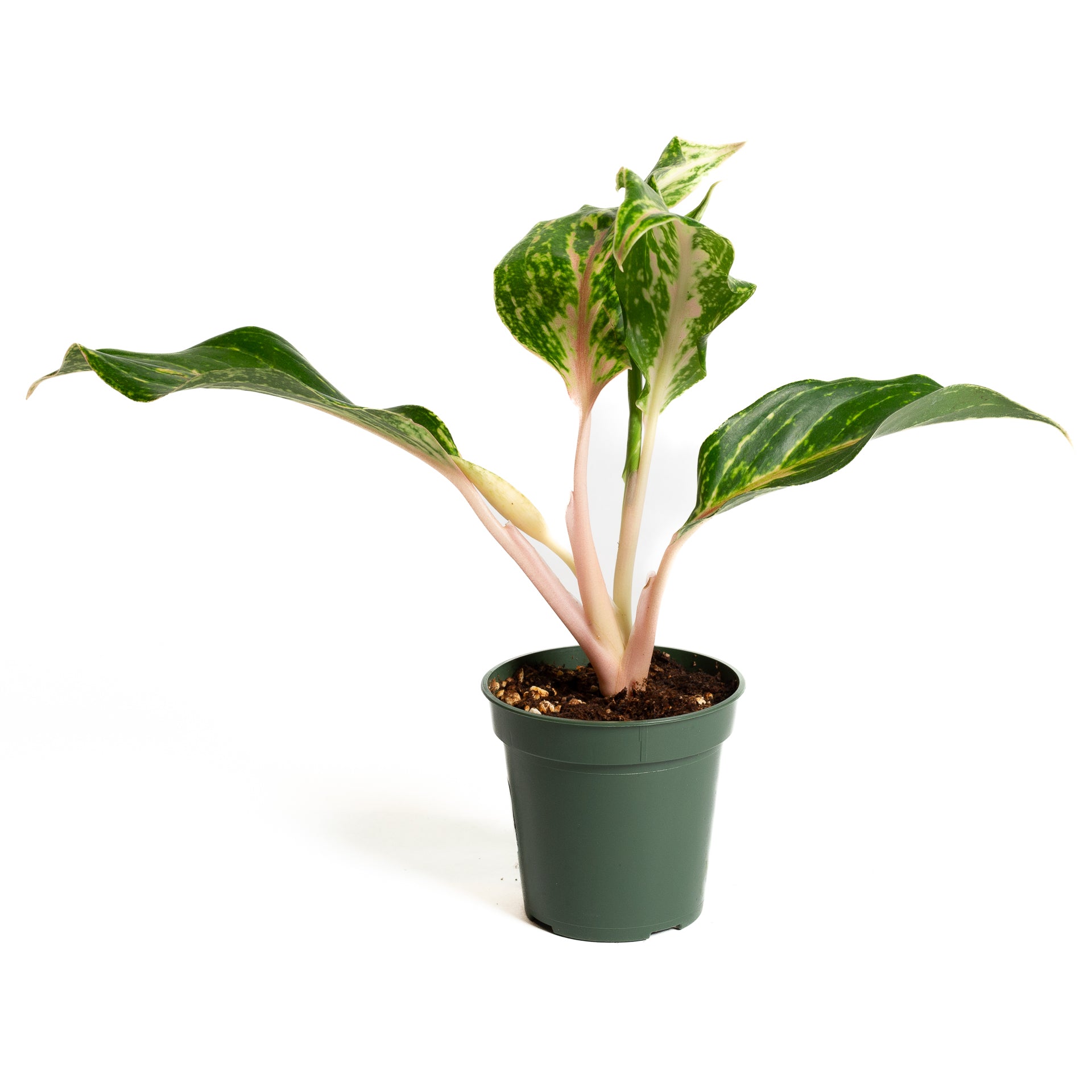 Chinese Evergreen  'Lucky' 4" - Urban Sprouts
