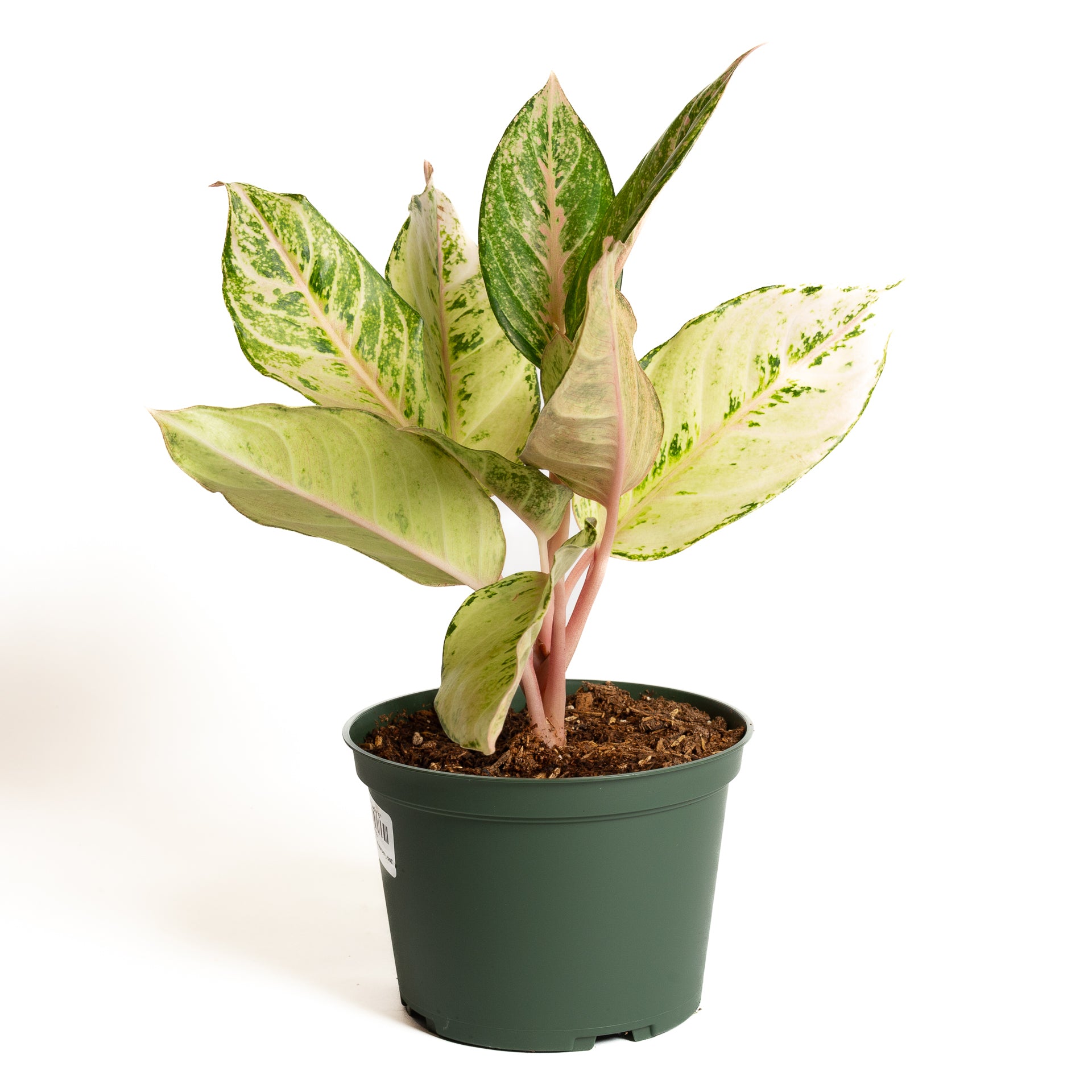 Chinese Evergreen  'Lucky' 6" - Urban Sprouts