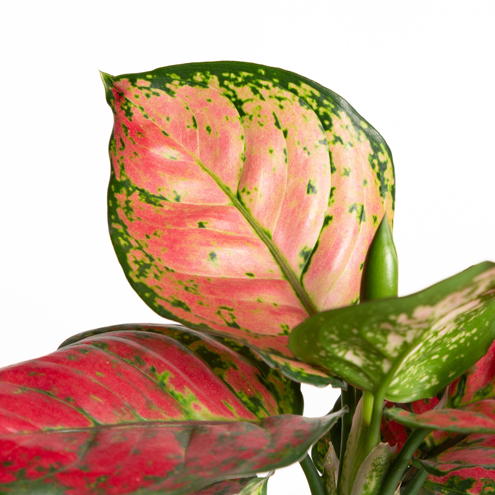 Chinese Evergreen 'Lucky Red' 6" - Urban Sprouts