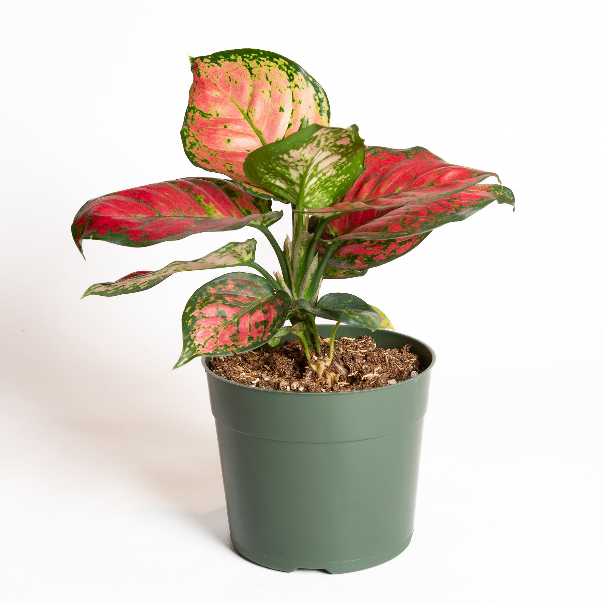 Chinese Evergreen 'Lucky Red' 6" - Urban Sprouts
