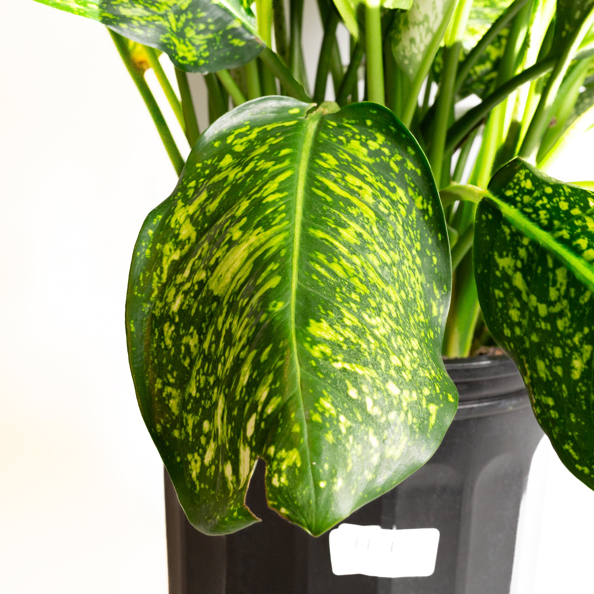 Chinese Evergreen 'Lumina' 8"