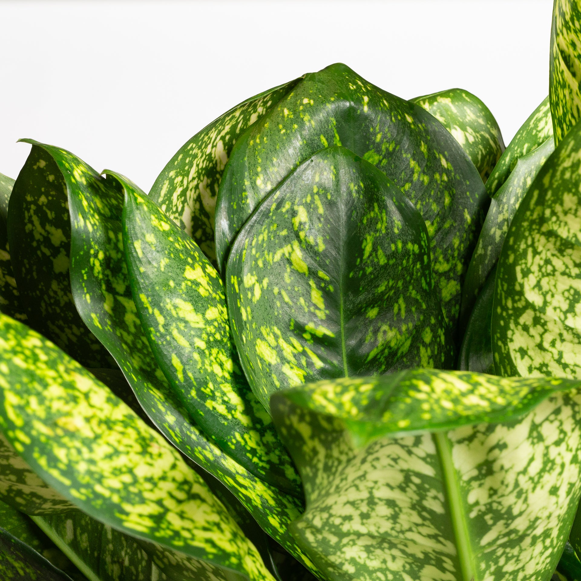 Chinese Evergreen 'Lumina' 8"