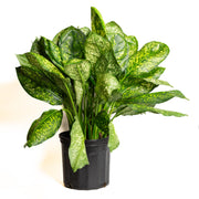 Chinese Evergreen 'Lumina' 8"