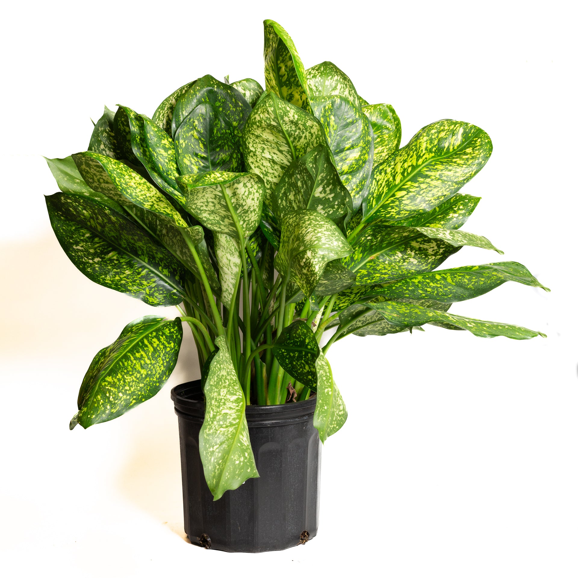 Chinese Evergreen 'Lumina' 8"